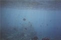 Thumbnail of Maldives deep fishes.jpg