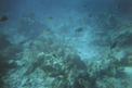 Thumbnail of Maldives fishes.jpg