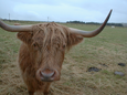 Thumbnail of Highland Cow.jpg