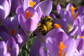 Thumbnail of Pollen.jpg