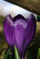 Purple crocus - side