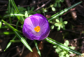 Purple crocus - top