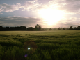 Thumbnail of Corn field 11.jpg