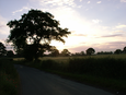 Thumbnail of Silhouetted tree 3.jpg