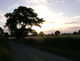 Silhouetted tree 3