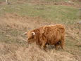 Thumbnail of Grazing.jpg