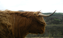 Highland Bull