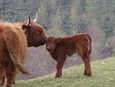 Thumbnail of Mother and calf.jpg